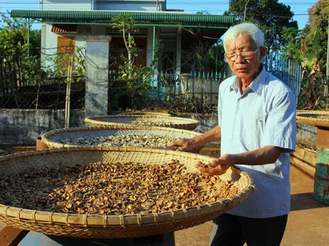 Gần 70 tuổi vẫn đi tìm dược liệu quý