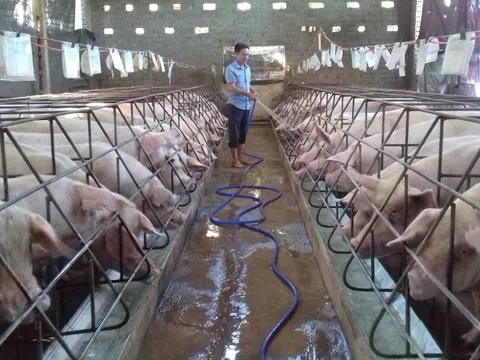 Giá lợn hơi hôm nay 1/1: Cả 3 miền tiếp tục tăng 1.000 - 3.000 đồng/kg
