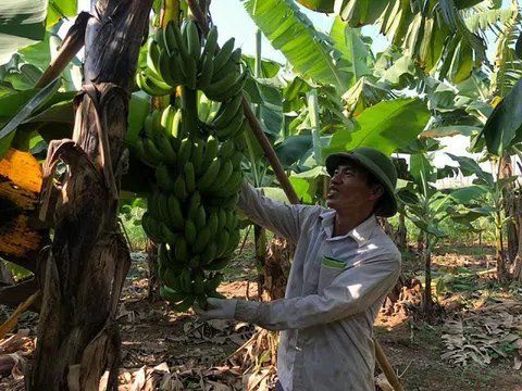 Trung Châu vào vụ chuối Tết