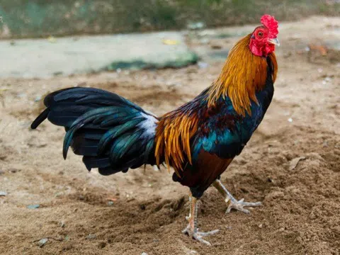 Ngỡ ngàng nguồn gốc lịch sử giống gà tre trứ danh Việt Nam