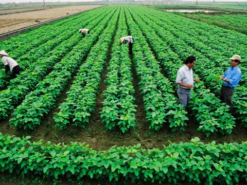Chi tiết thủ tục sang tên sổ đỏ đất nông nghiệp