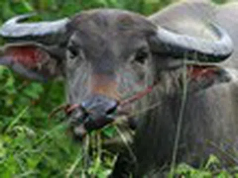 Sự thật rùng rợn về “đầu trâu, mặt ngựa” trong truyền thuyết