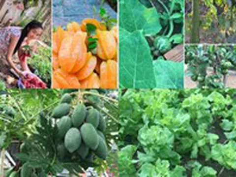 Khu vườn như trang trại rau củ quả của nhà Lê Phương "Gạo nếp gạo tẻ"