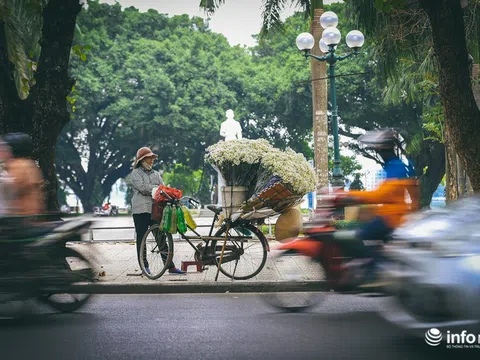 Đông về, mùa cúc họa mi gây thương nhớ