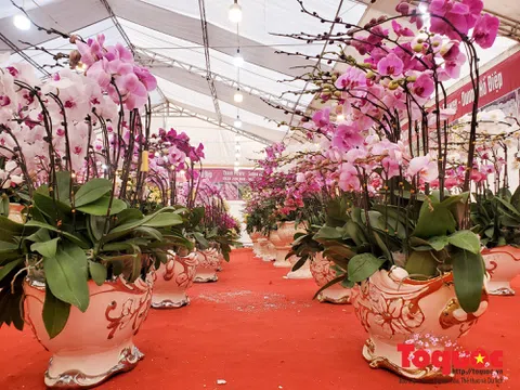 Vượt cả nghìn cây số lan hồ điệp Đà Lạt khoe sắc ở Thủ đô, có những chậu giá hơn 100 triệu đồng