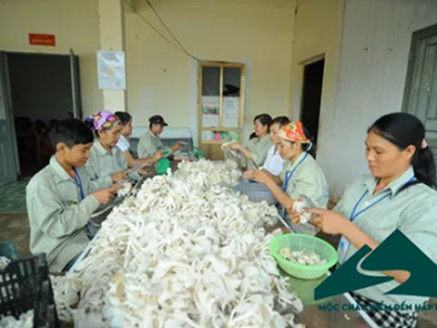 HTX NÔNG NGHIỆP THẢO NGUYỄN MÔ HÌNH ĐÁNG QUAN TÂM TRONG PHÁT TRIỂN KINH TẾ XÃ HỘI Ở VÙNG CAO KHÓ KHĂN.