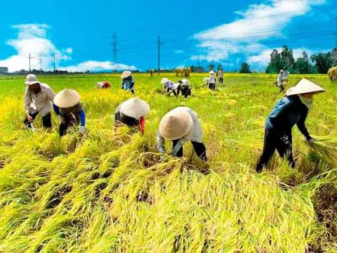Nông dân đồng bằng sông Hồng với xây dựng HTX Nông nghiệp