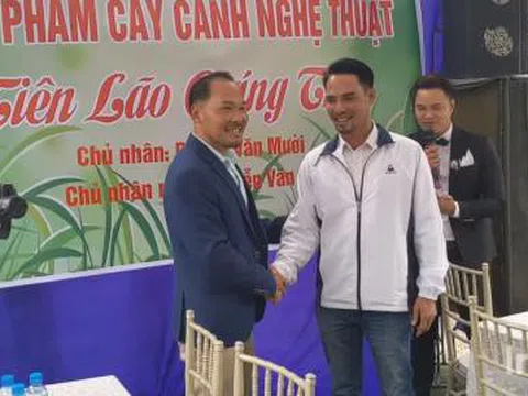 Hà Nội vừa bán cây Tiên lão giáng trần 16 tỷ: Tranh luận nóng!