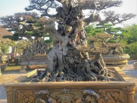 Tác phẩm cây cảnh Tiên Lão Giáng Trần giao dịch thành công, làng cây dậy sóng
