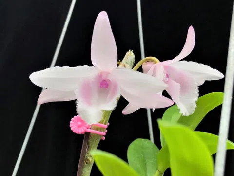 Xây dựng thị trường hoa lan ngày càng phát triển nhanh, mạnh và bền vững