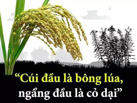 Cúi đầu là bông lúa, ngẩng đầu là cỏ dại