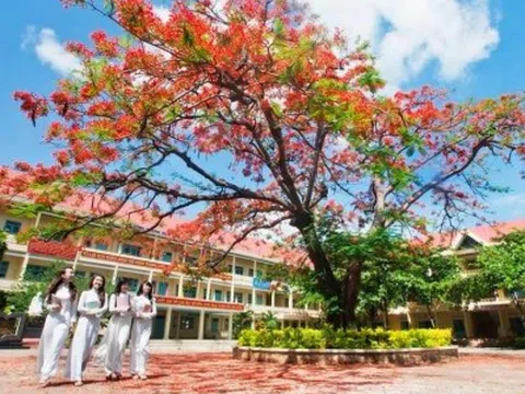 NỖI ĐAU CÂY PHƯỢNG SÂN TRƯỜNG