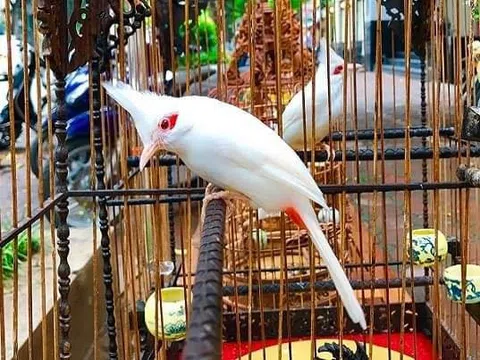 Tản mạn về thú chơi chim cảnh